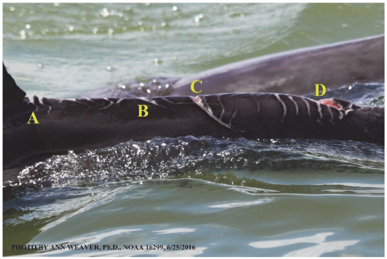 Figure 21