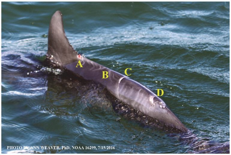 Figure 22