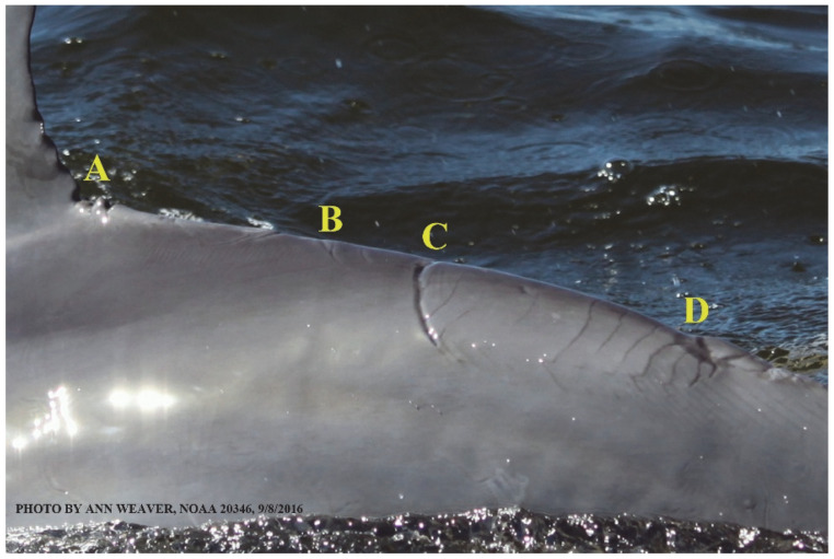 Figure 23