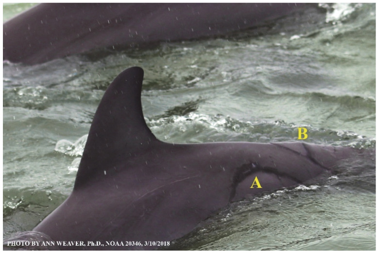 Figure 29
