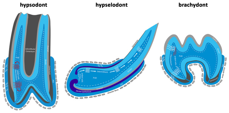 Figure 8