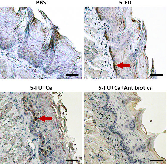 Fig 4