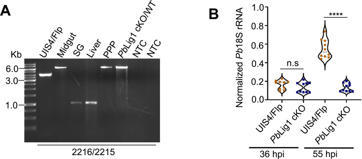 Fig 5