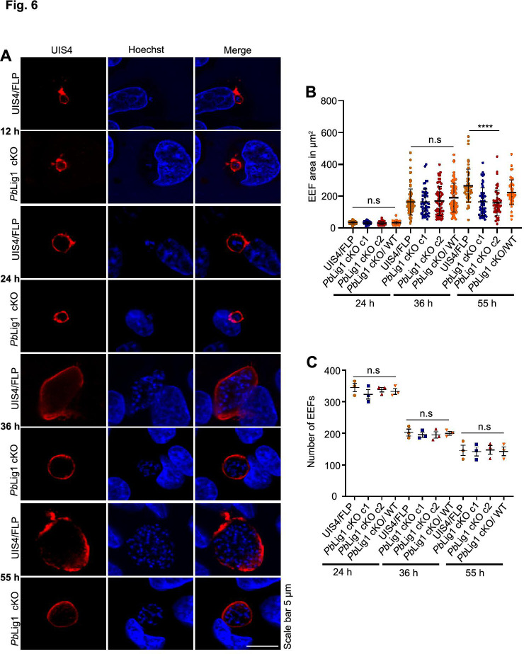 Fig 6