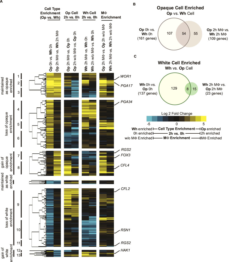 Fig 4