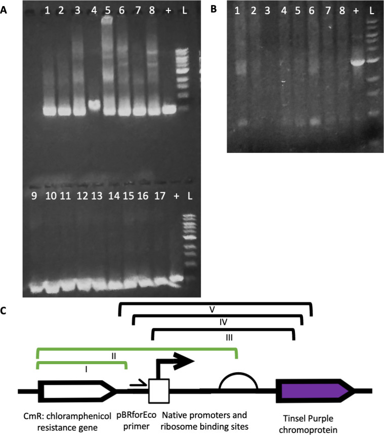Fig 5