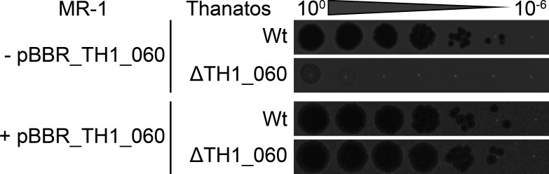Fig 6