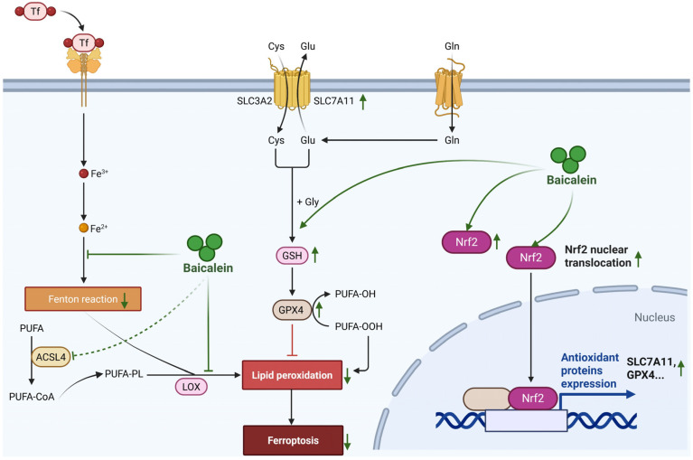 Figure 6