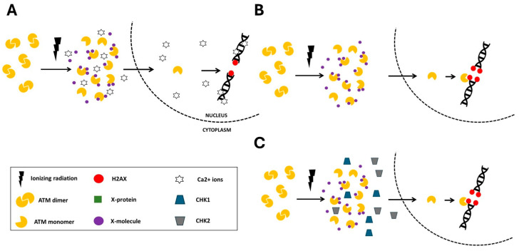 Figure 7