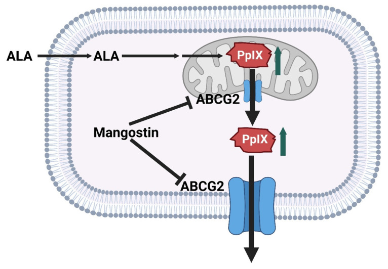 Figure 11