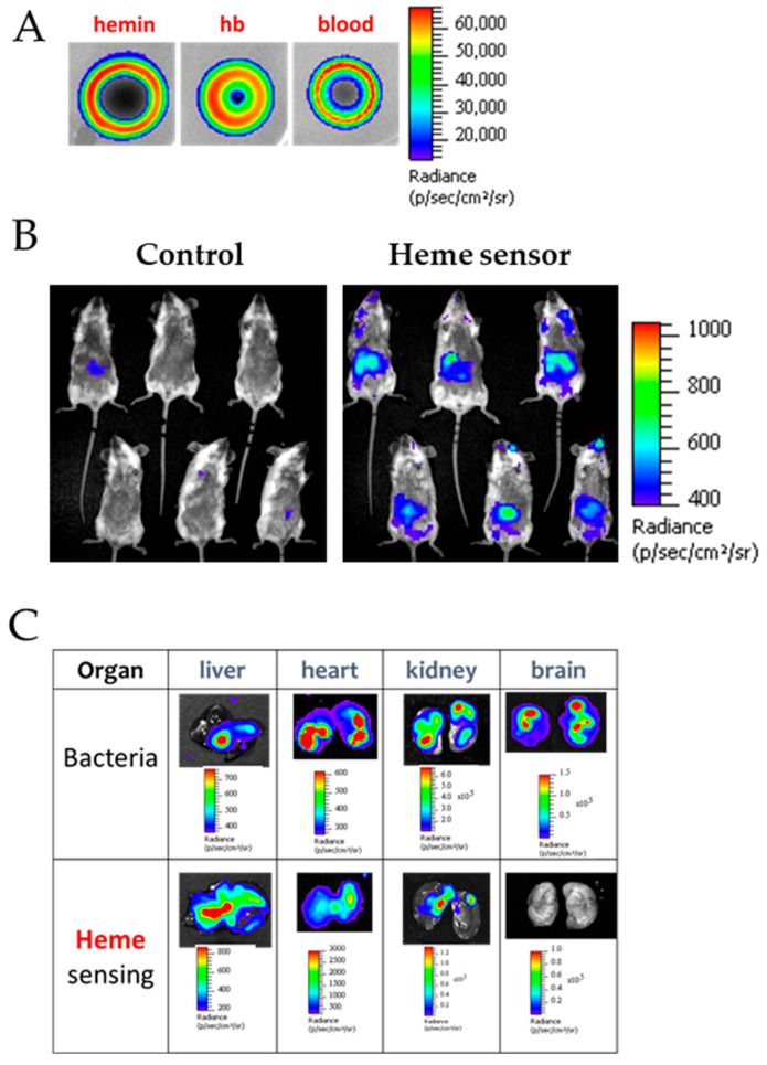Figure 10
