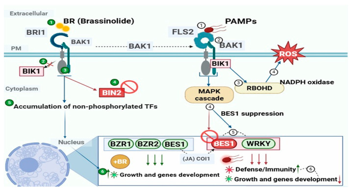 Figure 6