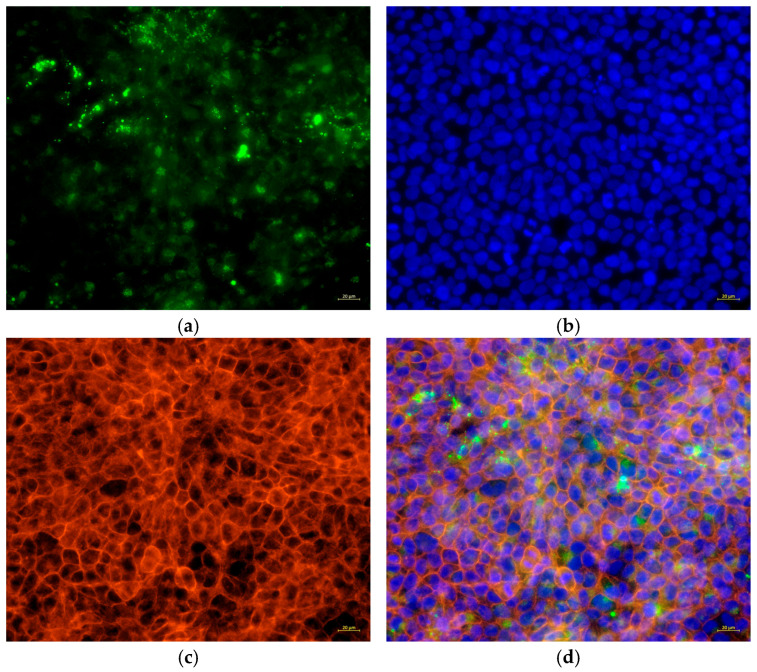 Figure 10