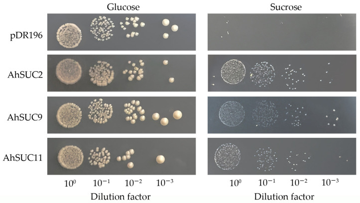 Figure 10