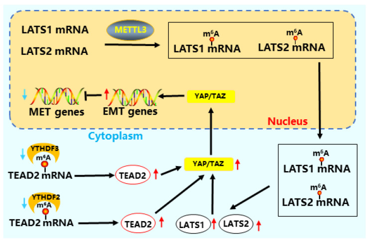 Figure 7