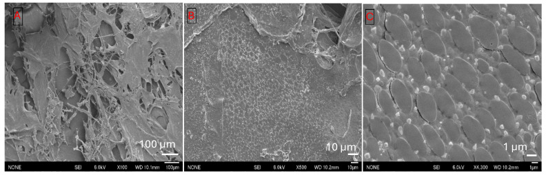 Figure 11