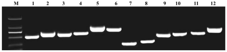 Figure 7