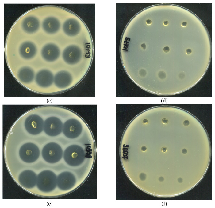 Figure 21