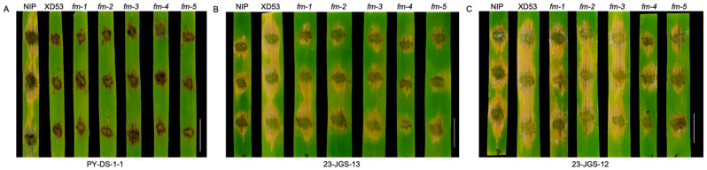 Figure 9