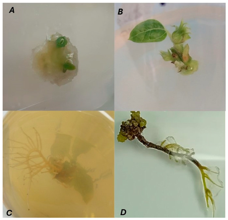 Figure 10