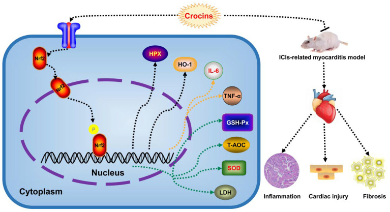 Figure 11