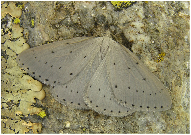Figure 12