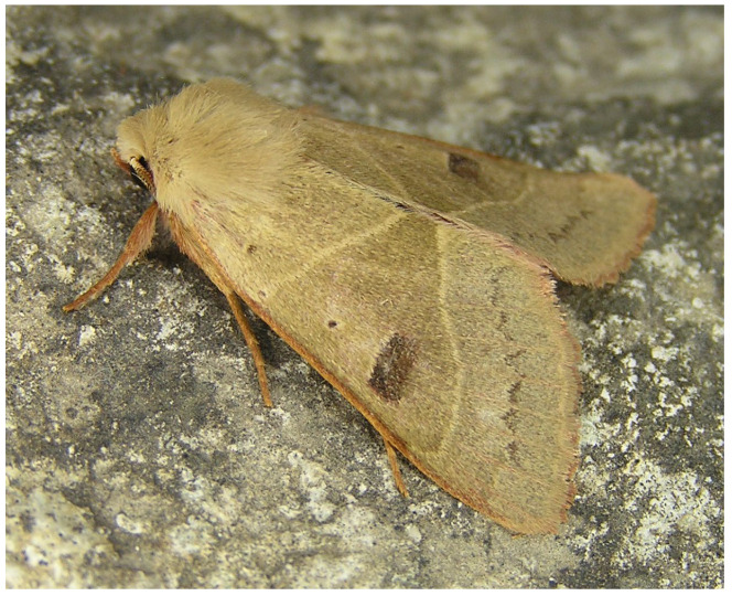 Figure 13
