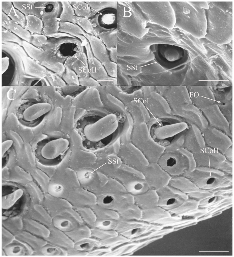 Figure 21