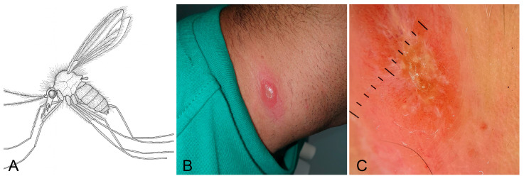 Figure 10