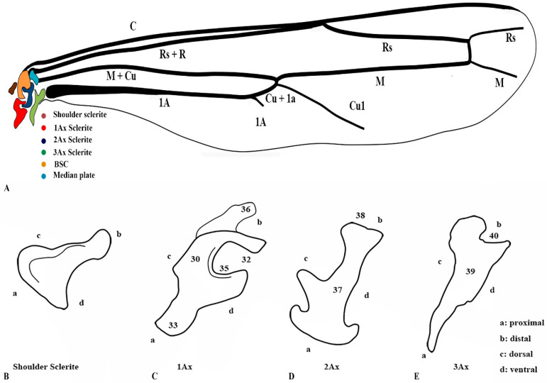 Figure 2