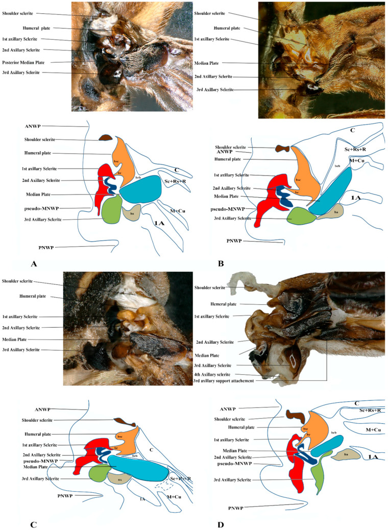 Figure 5