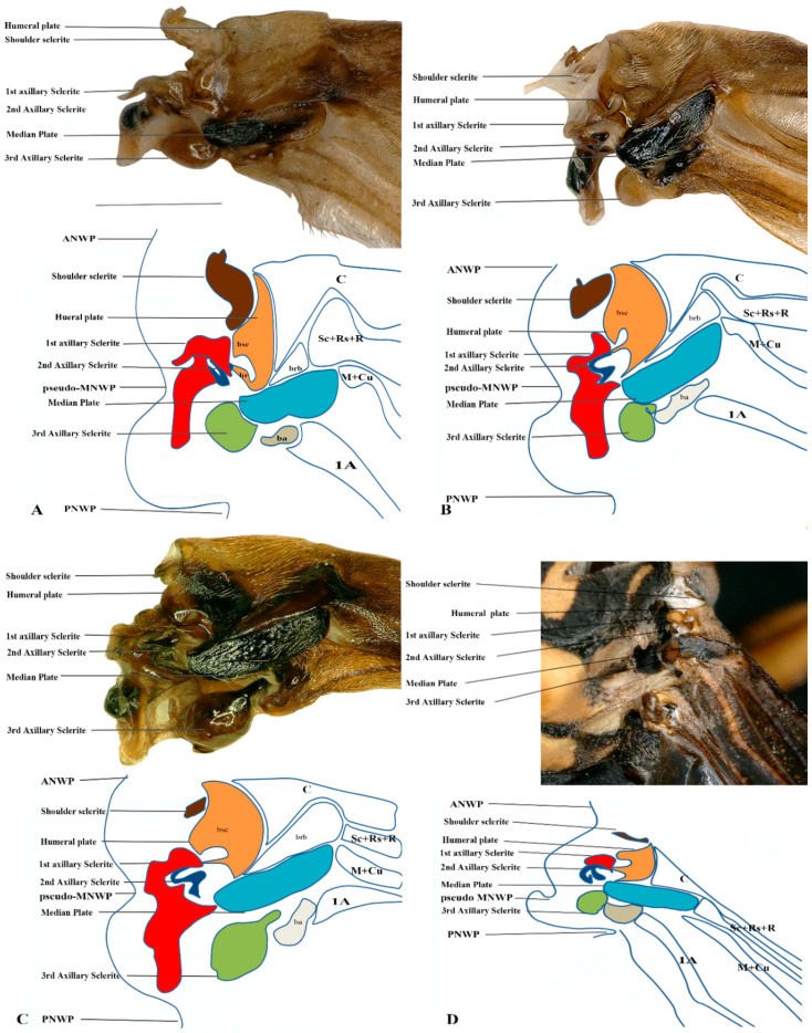 Figure 6