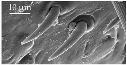 Figure 13