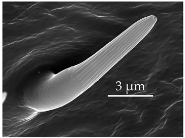 Figure 18