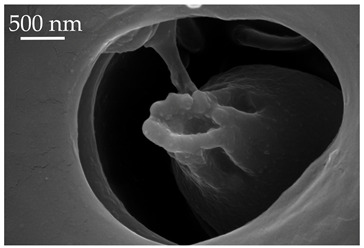 Figure 20
