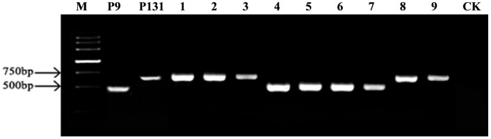 Figure 6