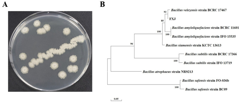 Figure 2