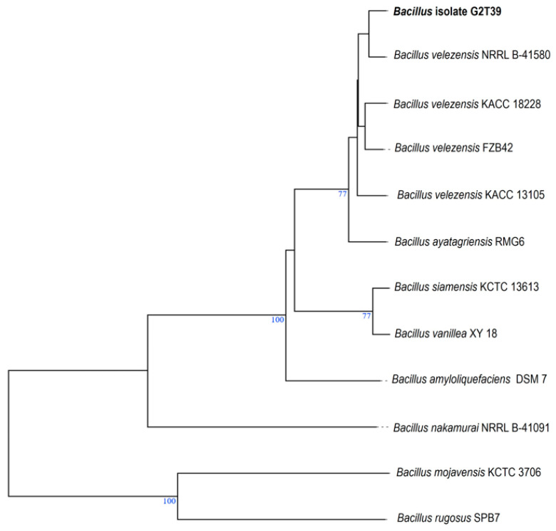Figure 2