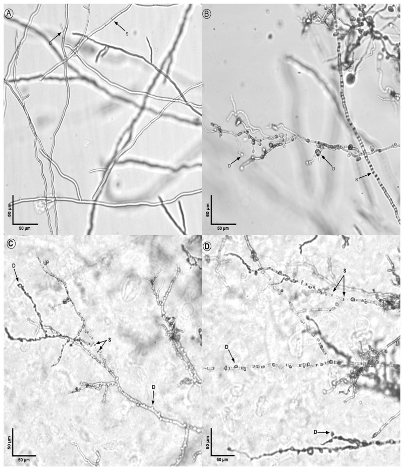 Figure 10