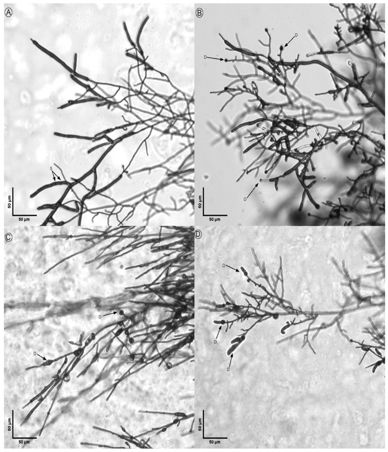 Figure 12