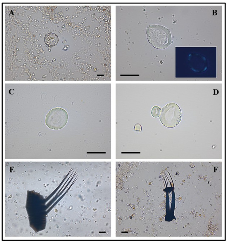 Figure 6