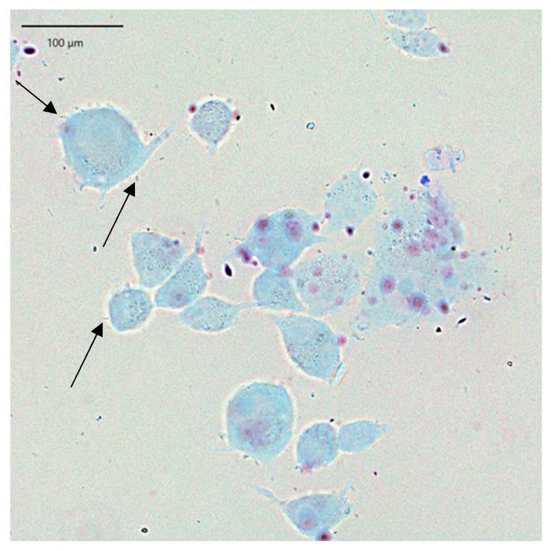 Figure 5