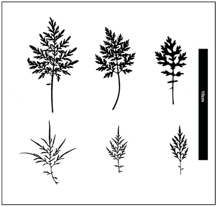 Figure 6