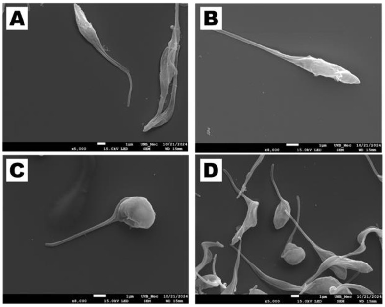 Figure 12