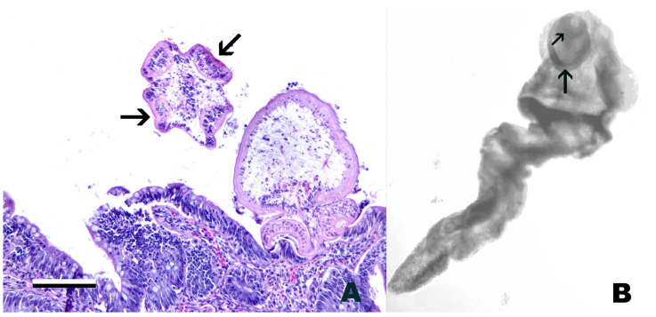 Figure 10
