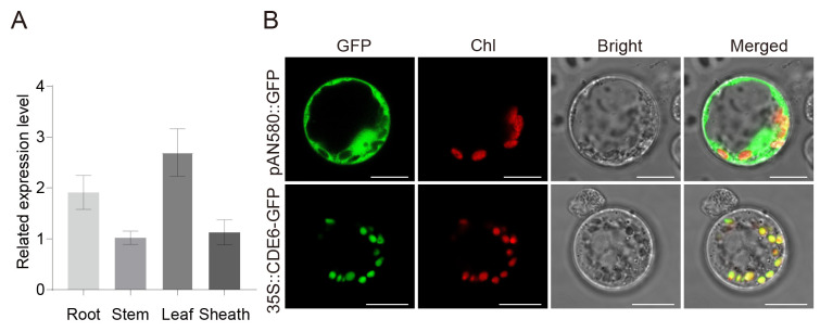Figure 6