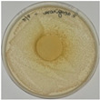 Figure 19