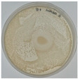 Figure 22