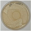 Figure 23