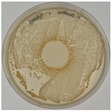 Figure 24